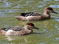 Garganey x Blue-billed Teal hybrid